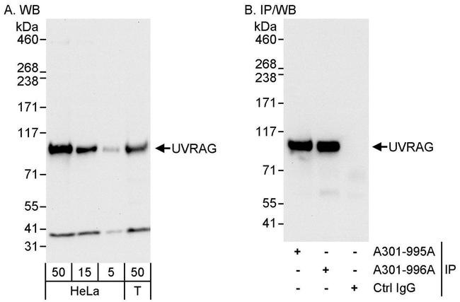 UVRAG Antibody in Western Blot (WB)