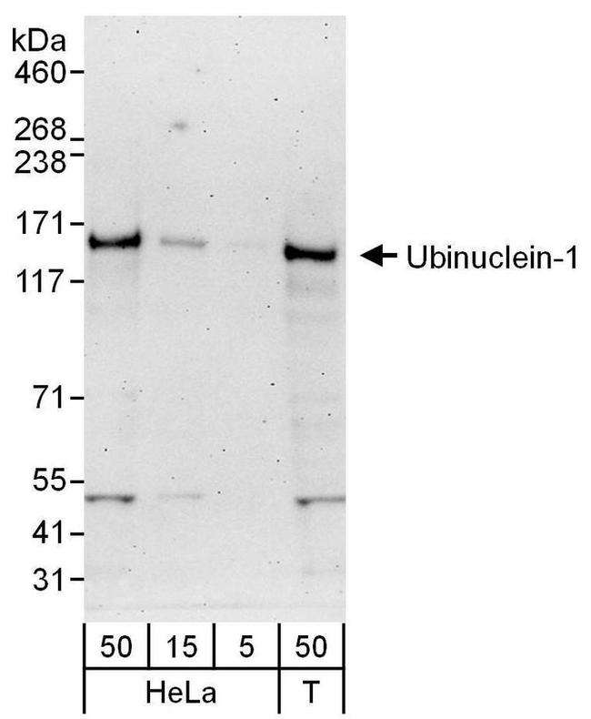 Ubinuclein-1 Antibody in Western Blot (WB)