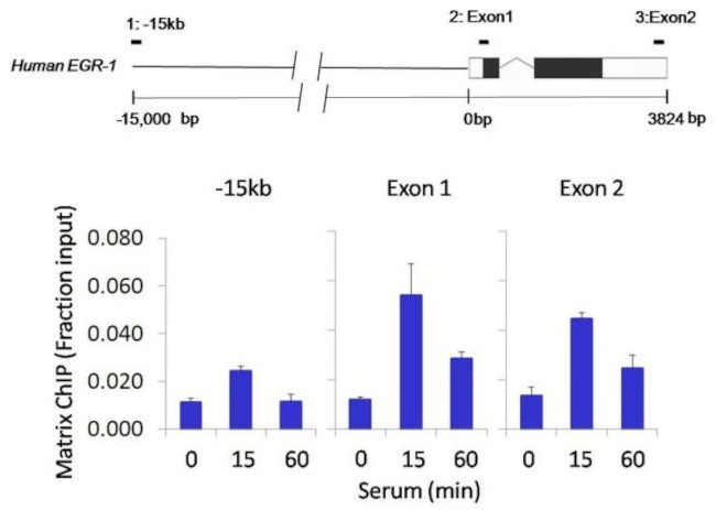 Ubiquitin Antibody in ChIP Assay (ChIP)