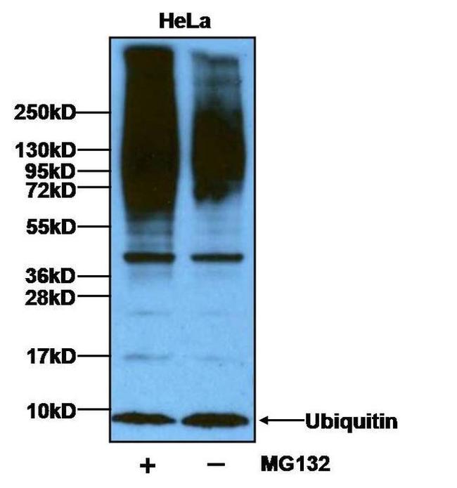 Ubiquitin Antibody in Western Blot (WB)