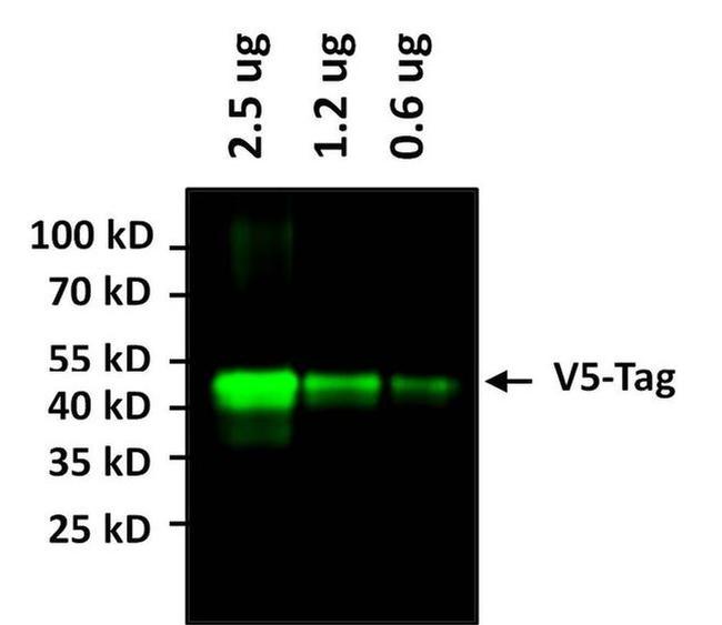 V5 Tag Antibody in Western Blot (WB)