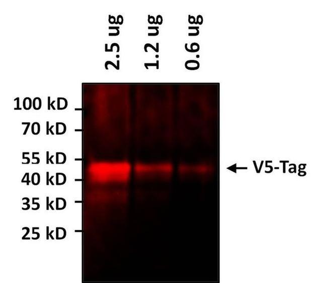 V5 Tag Antibody in Western Blot (WB)