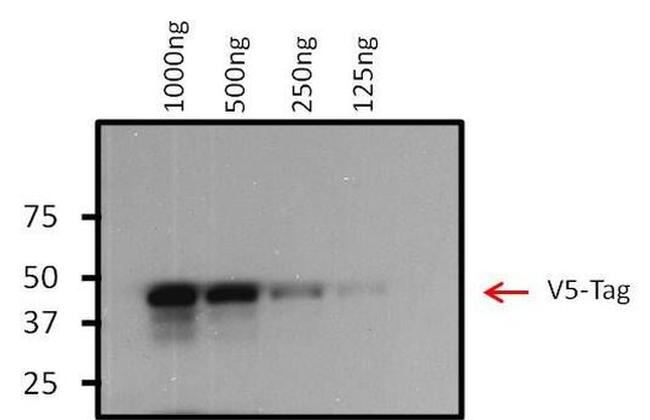 V5 Tag Antibody in Western Blot (WB)