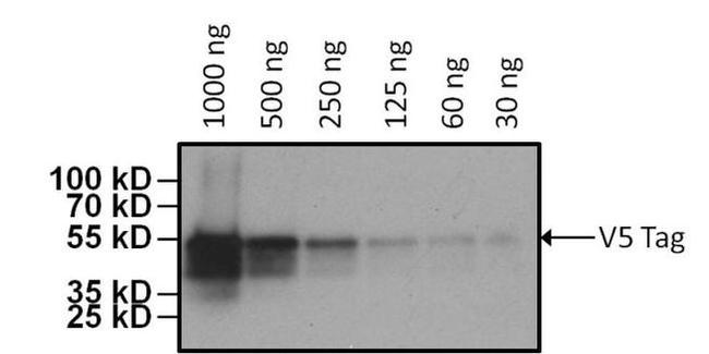 V5 Tag Antibody in Western Blot (WB)