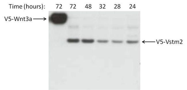 V5 Tag Antibody in Western Blot (WB)