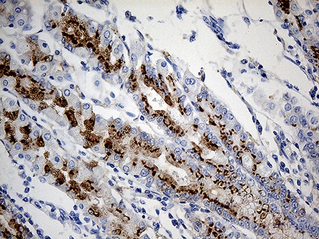 VAMP5 Antibody in Immunohistochemistry (Paraffin) (IHC (P))