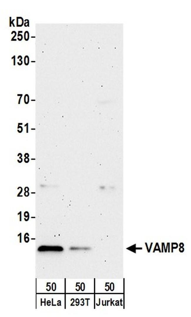 VAMP8 Antibody in Western Blot (WB)