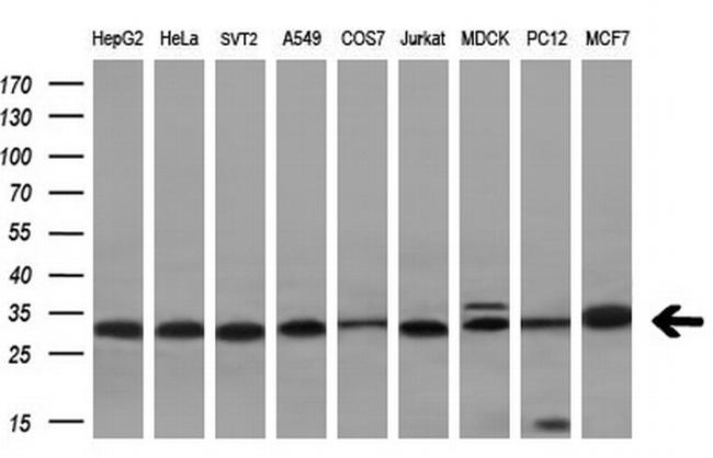 VAPA Antibody in Western Blot (WB)