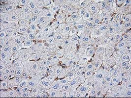 VASP Antibody in Immunohistochemistry (Paraffin) (IHC (P))