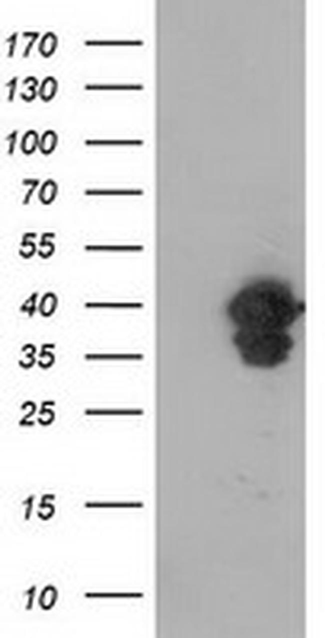 VASP Antibody in Western Blot (WB)