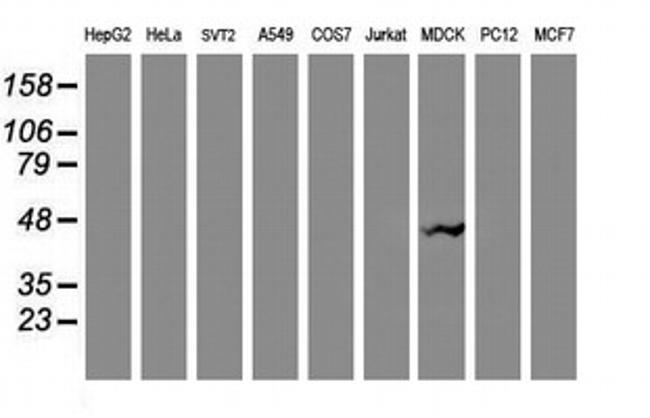 VASP Antibody in Western Blot (WB)