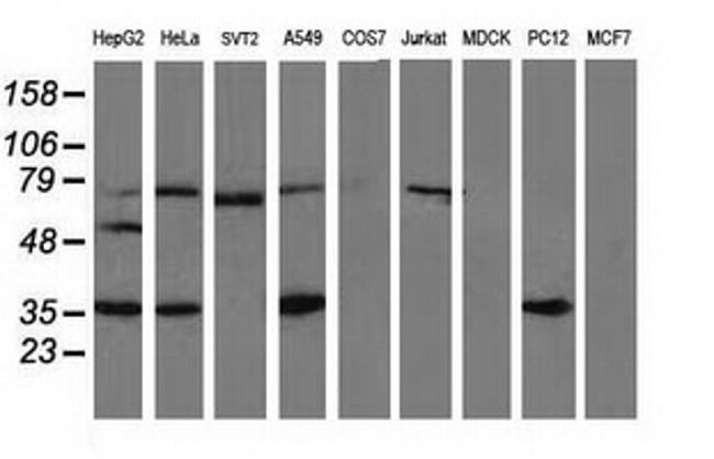 VASP Antibody in Western Blot (WB)