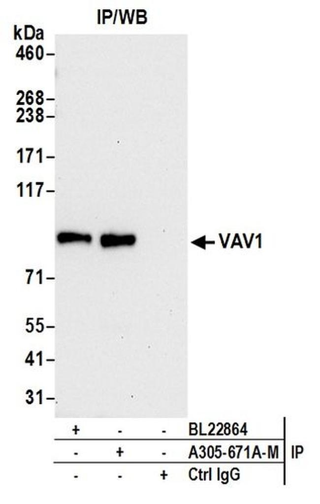 VAV1 Antibody in Western Blot (WB)