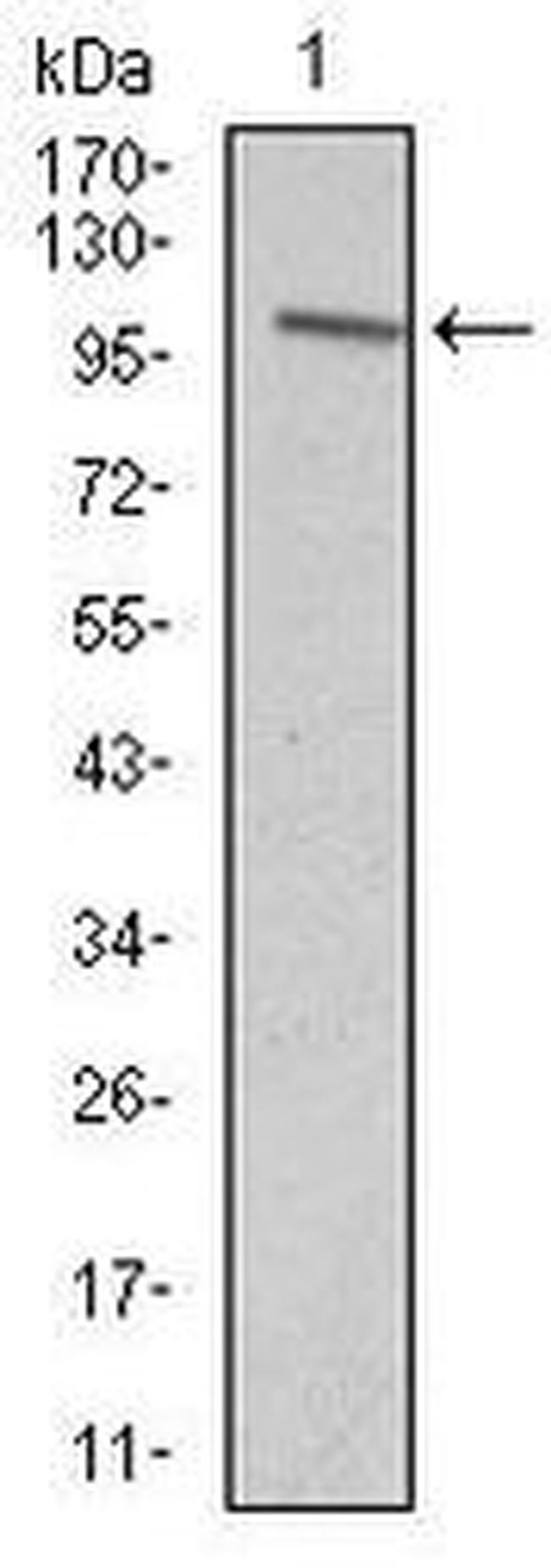 VAV1 Antibody in Western Blot (WB)