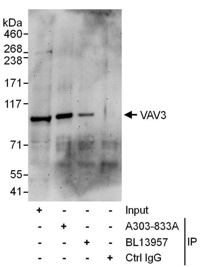 VAV3 Antibody in Western Blot (WB)