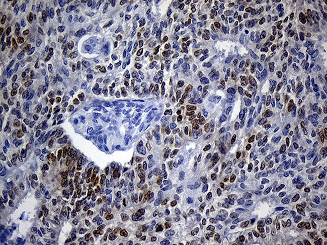 VAX1 Antibody in Immunohistochemistry (Paraffin) (IHC (P))