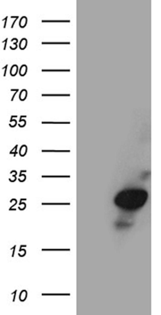 VAX1 Antibody in Western Blot (WB)