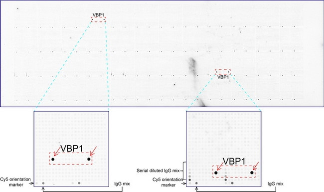 VBP1 Antibody in Peptide array (ARRAY)