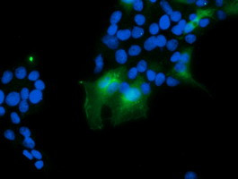 VBP1 Antibody in Immunocytochemistry (ICC/IF)