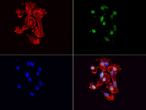 VBP1 Antibody in Immunocytochemistry (ICC/IF)