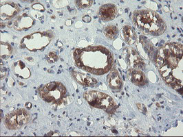 VBP1 Antibody in Immunohistochemistry (Paraffin) (IHC (P))