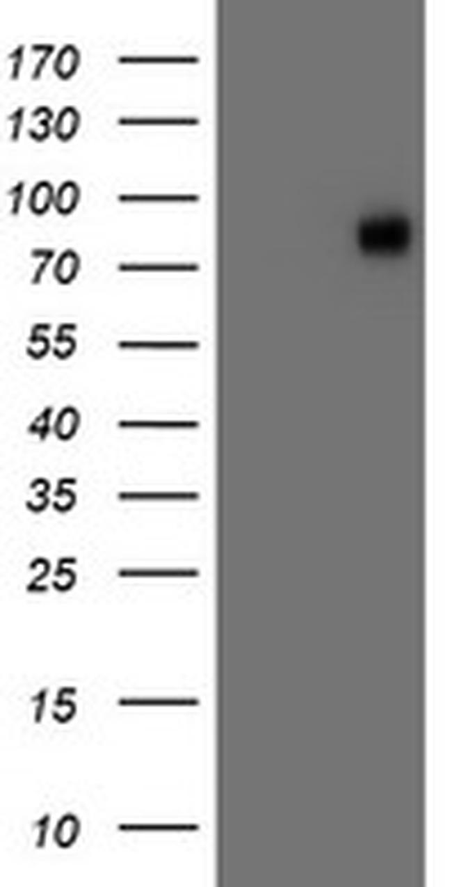 VCAM1 Antibody in Western Blot (WB)