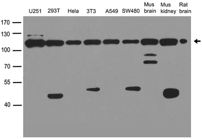 VCP Antibody in Western Blot (WB)