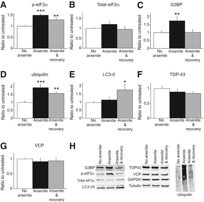 VCP Antibody in Western Blot (WB)