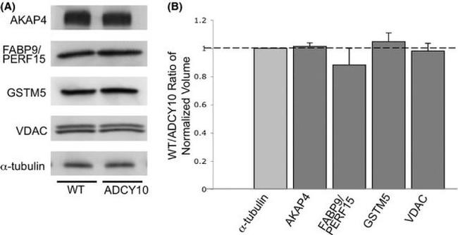 VDAC Antibody in Western Blot (WB)