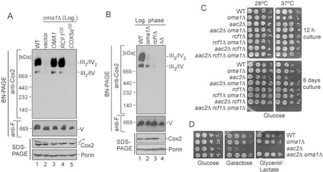 Porin Antibody in Western Blot (WB)