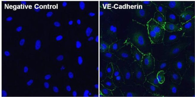 VE-cadherin Antibody in Immunocytochemistry (ICC/IF)