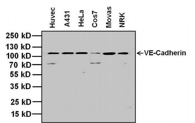 VE-cadherin Antibody in Western Blot (WB)