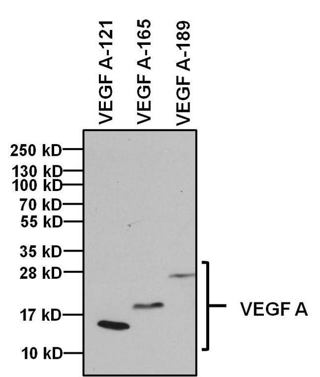 VEGF Antibody in Western Blot (WB)