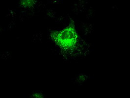 VEGF Antibody in Immunocytochemistry (ICC/IF)