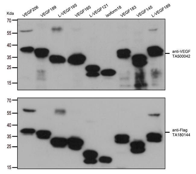 VEGF Antibody in Western Blot (WB)