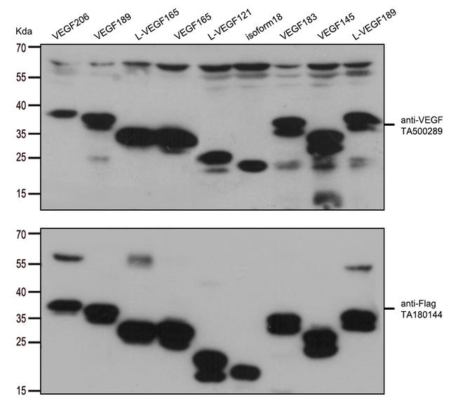 VEGF Antibody in Western Blot (WB)