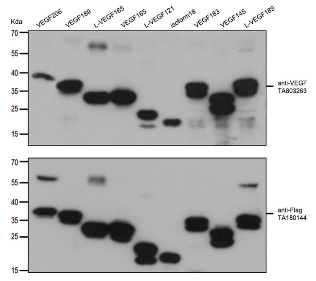 VEGF Antibody in Western Blot (WB)