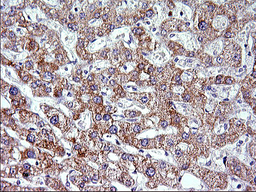 VEGFB Antibody in Immunohistochemistry (Paraffin) (IHC (P))