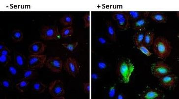 VEGF Antibody in Immunocytochemistry (ICC/IF)