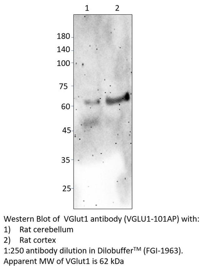 VGluT1 Antibody in Western Blot (WB)