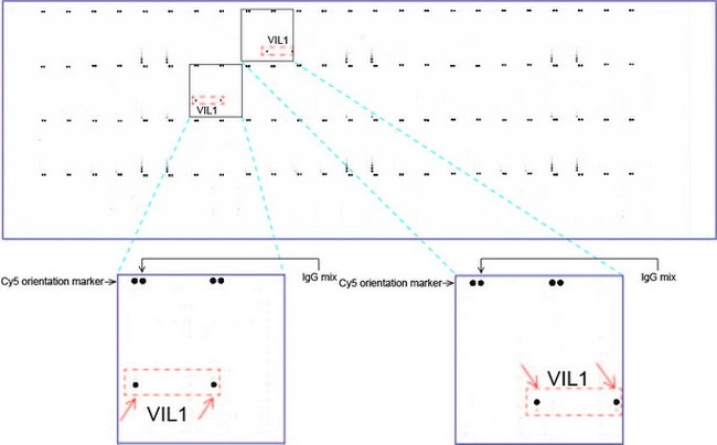 VIL1 Antibody in Peptide array (ARRAY)