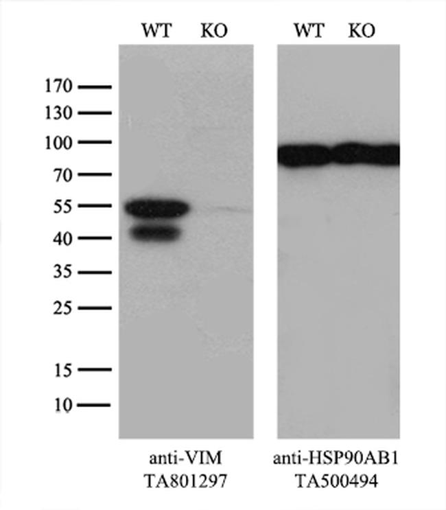 VIM Antibody in Western Blot (WB)