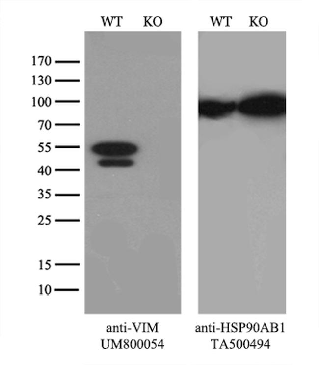 VIM Antibody in Western Blot (WB)