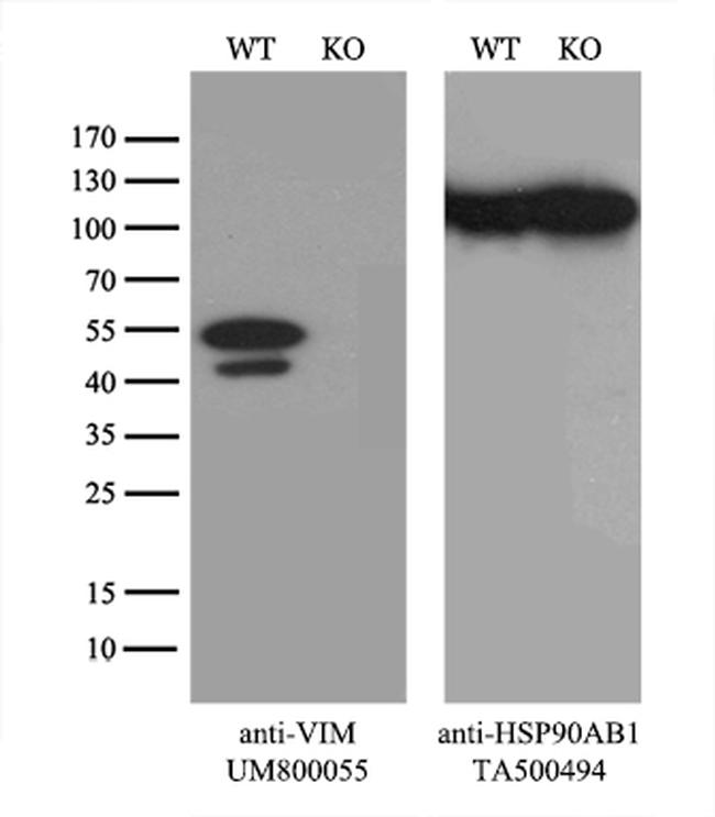 VIM Antibody in Western Blot (WB)