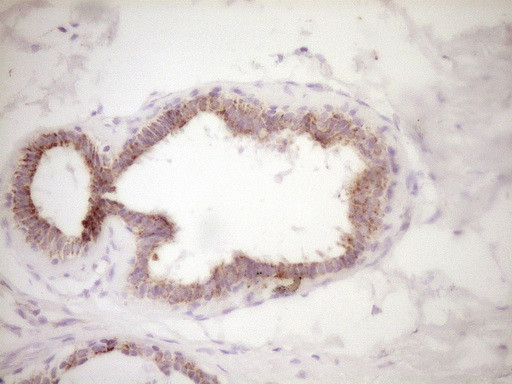 VIP Antibody in Immunohistochemistry (Paraffin) (IHC (P))