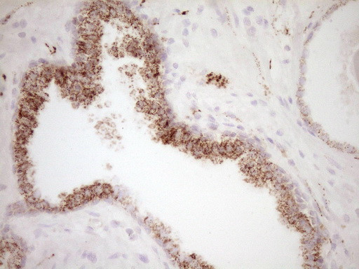 VIP Antibody in Immunohistochemistry (Paraffin) (IHC (P))