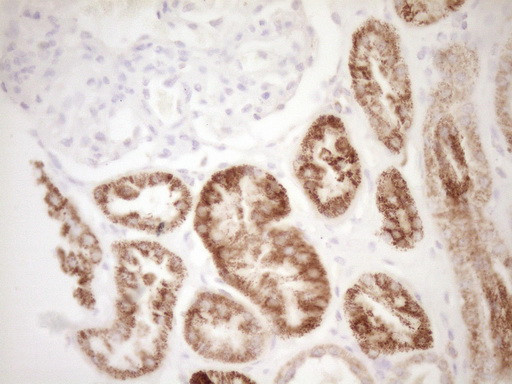 VIP Antibody in Immunohistochemistry (Paraffin) (IHC (P))