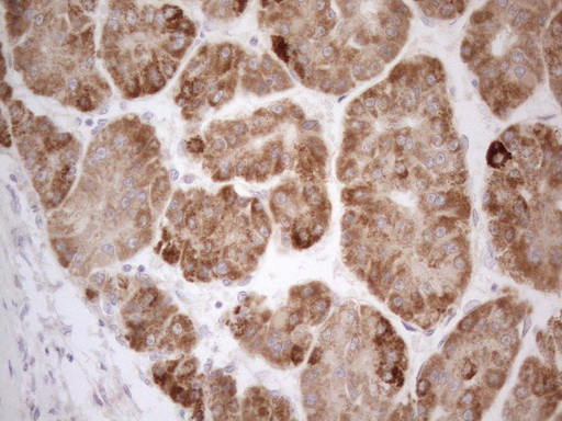 VIP Antibody in Immunohistochemistry (Paraffin) (IHC (P))