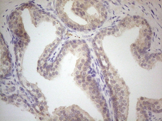 VIP Antibody in Immunohistochemistry (Paraffin) (IHC (P))