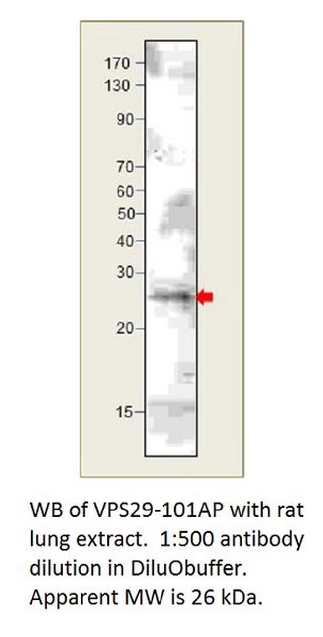 VPS29 Antibody in Western Blot (WB)